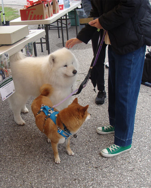MLC Dog Walk 2025