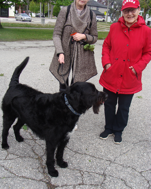 MLC Dog Walk 2025