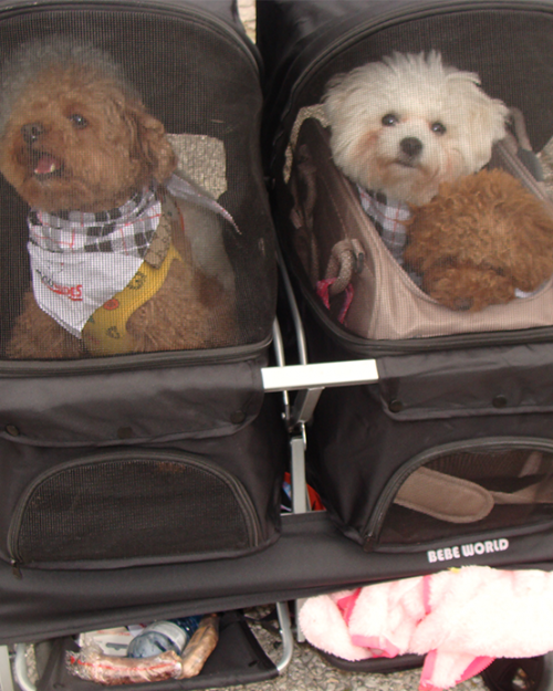 MLC Dog Walk 2025